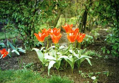 Barbara's flowers